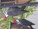 Pileated Woodpecker (male and female)