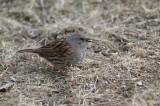 Birds of Finland