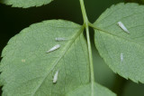 Hemiptera (Homoptera)