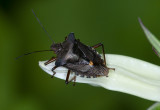 Hemiptera (Heteroptera)