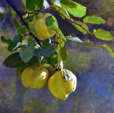 3. Ripening Quinces 24 x 24