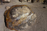 Petrified Forest State Park