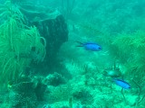 Keys Dive Trip 7/20