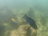 Sand Key Snorkel Trip