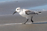 Sanderling 4547