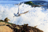 Black Bellied Plover per whatbird 8508 