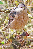 IMG_0144 probably coopers hawk pse19 1000t.jpg