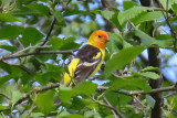 0941 western tanager
