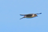 IMG_3072 swallow cropped 800w.jpg