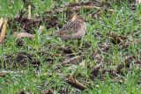 Sandpiper, Buff Breasted 6642