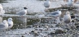 2535 black headed gull