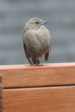 IMG_4527 gray bird backyard.jpg