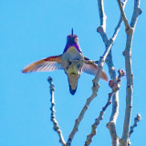 Hummingbird, Costas 3535