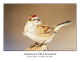 American Tree Sparrows
