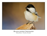 Black-capped Chickadees