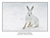 Rabbits / Hares