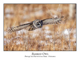 Barred Owls