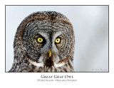 Great Gray Owl-212