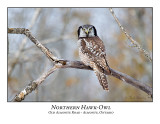Northern Hawk-Owls