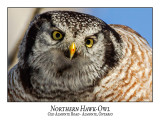 Northern Hawk-Owl-133