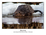 Beaver-002