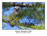 Great Horned Owl-065