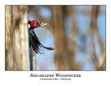 Red-Headed Woodpecker-013