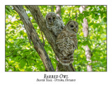 Barred Owl-054