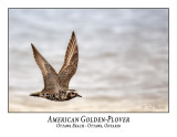 American Golden-Plover-006