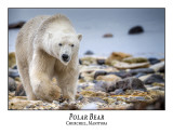 Polar Bear-001