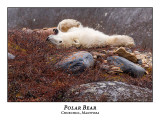 Polar Bear-006
