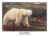Polar Bear-015