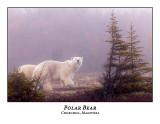 Polar Bear-025