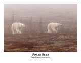 Polar Bear-027