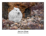 Arctic Hares