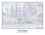 Polar Bear-042