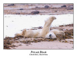 Polar Bear-049