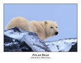 Polar Bear-054