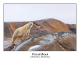 Polar Bear-057
