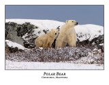 Polar Bear-073