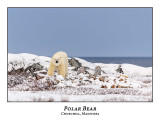 Polar Bear-074