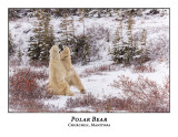 Polar Bear-083