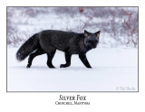 Silver Foxes