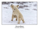 Polar Bear-095