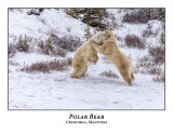 Polar Bear-100