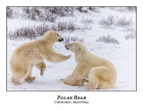 Polar Bear-102