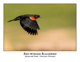 Red-winged Blackbird-017