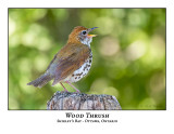 Wood- Thrush-002