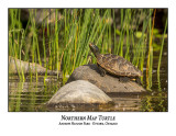 Northern Map Turtle-007