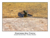 Northern Map Turtle-010